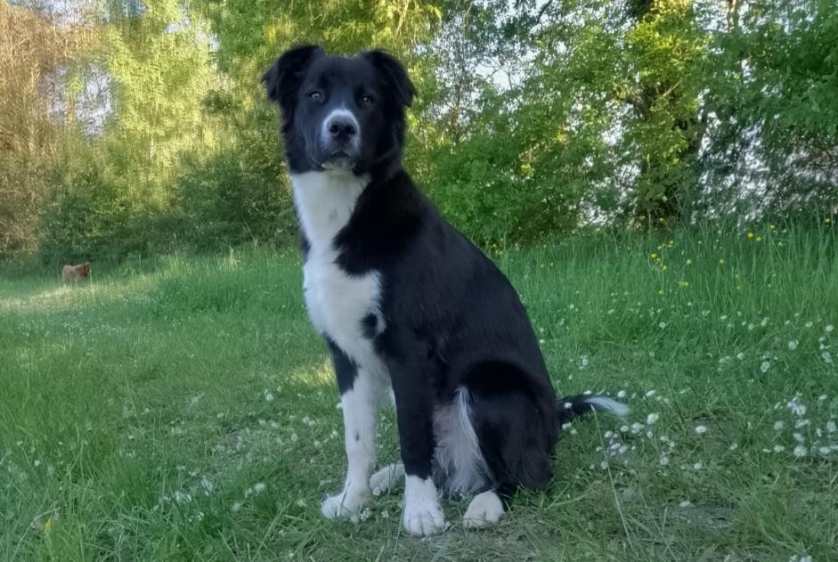Avviso scomparsa Cane incrocio di razze Maschio , 0 anni Antonne-et-Trigonant Francia