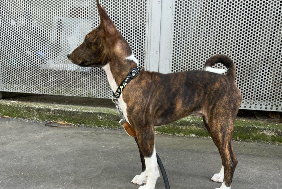 Avviso scomparsa Cane Maschio , 1 anni Paris Francia Avviso scomparsa Cane Maschio , 1 anni Paris Francia