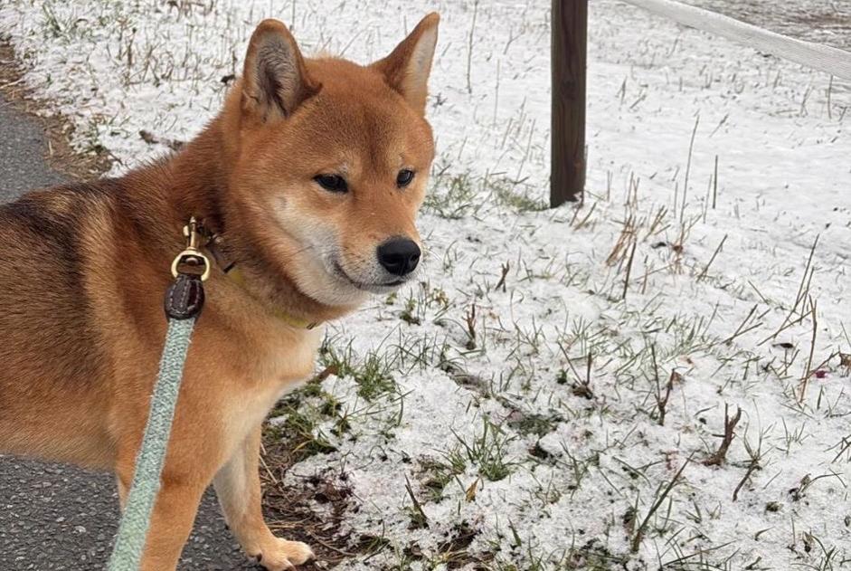Avviso scomparsa Cane Maschio , 3 anni Martigny Svizzera Avviso scomparsa Cane Maschio , 3 anni Martigny Svizzera