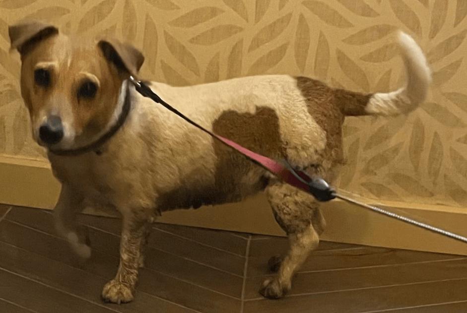 Avviso Ritrovamento Cane  Femmina Estinnes Belgio