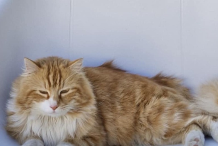 Avviso scomparsa Gatto incrocio di razze Maschio , 4 anni Binche Belgio