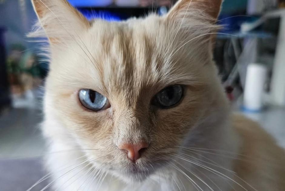 Avviso scomparsa Gatto incrocio di razze Maschio , 8 anni Cortaillod Svizzera