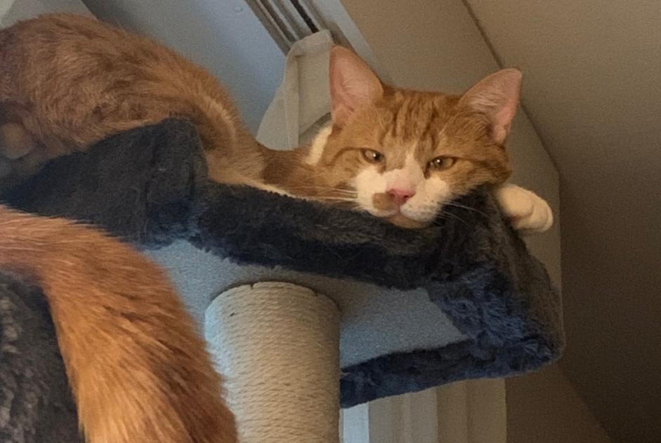 Avviso scomparsa Gatto incrocio di razze Maschio , 4 anni Lausanne Svizzera