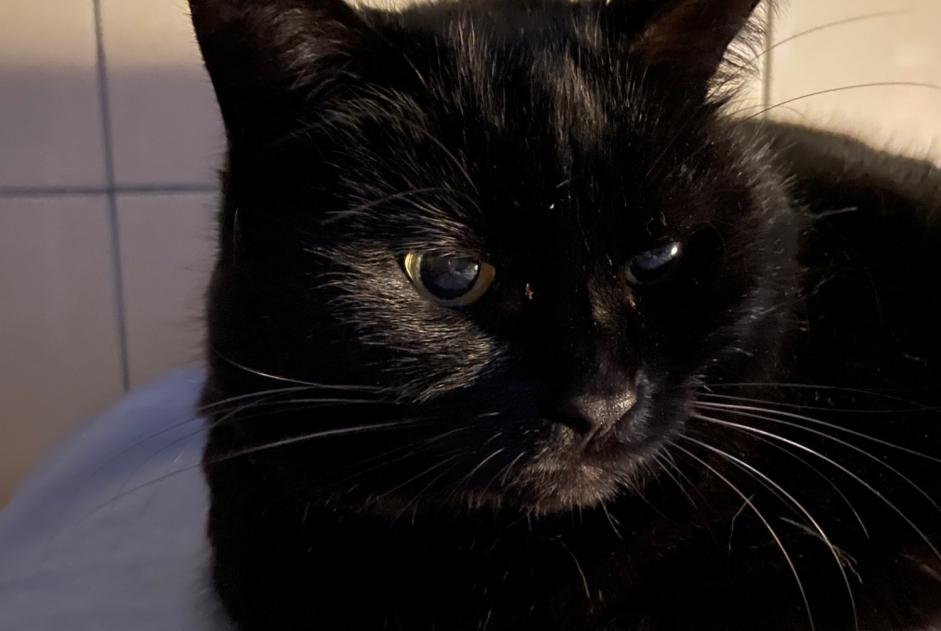 Avviso scomparsa Gatto Femmina , 8 anni Le Locle Svizzera