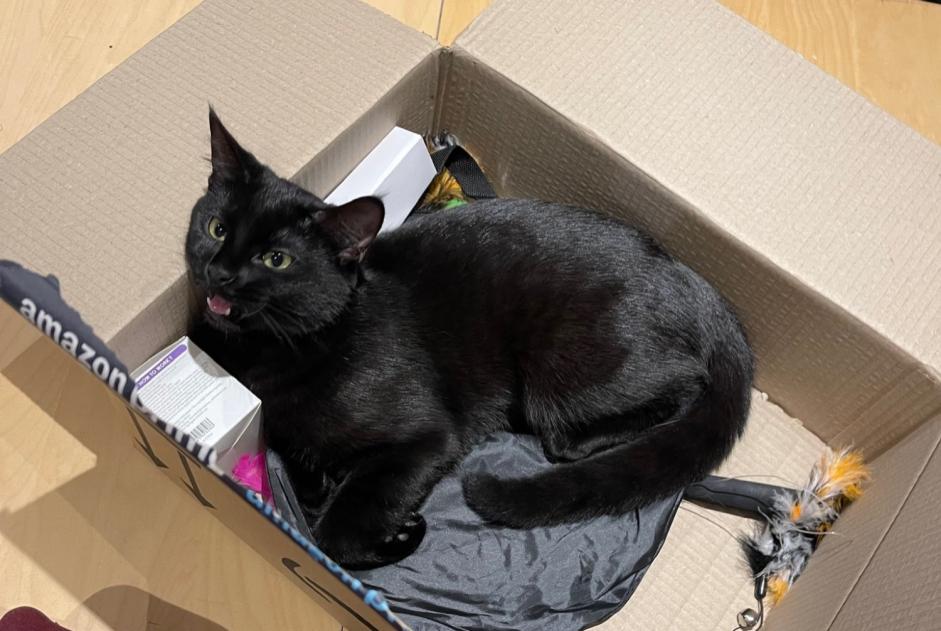 Avviso scomparsa Gatto Femmina , 1 anni Beauchamp Francia Avviso scomparsa Gatto Femmina , 1 anni Beauchamp Francia