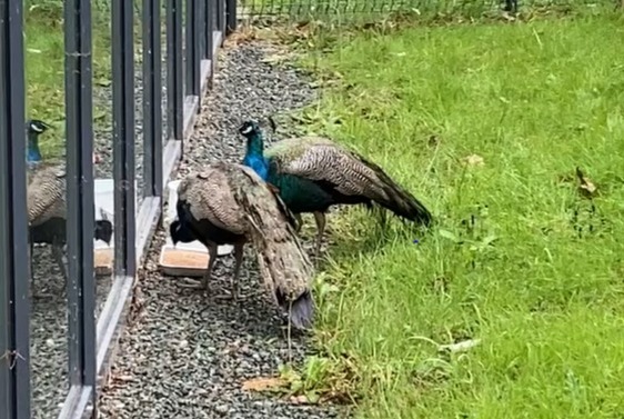 Avviso Ritrovamento Uccello Maschio La Roche-sur-Yon Francia Avviso Ritrovamento Uccello Maschio La Roche-sur-Yon Francia