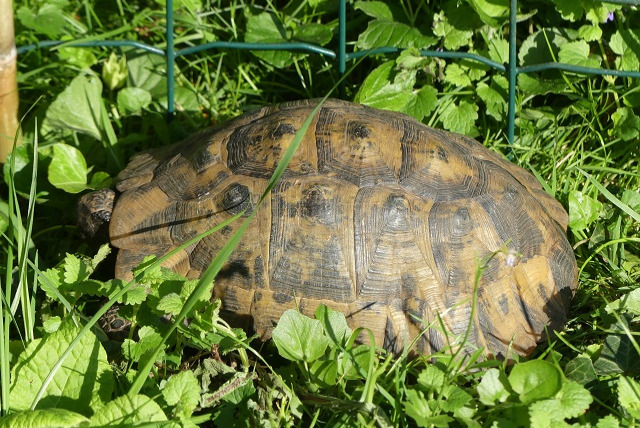Ontdekkingsalarm Andere Tortue terrestre Mannetje Sannois Frankrijk