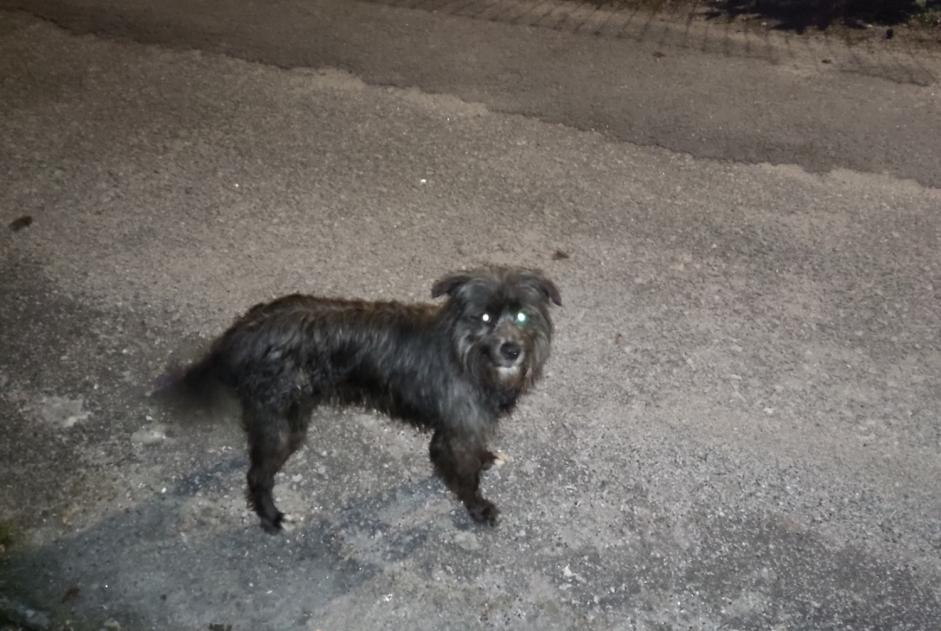 Ontdekkingsalarm Hond Mannetje Aboadela Portugal