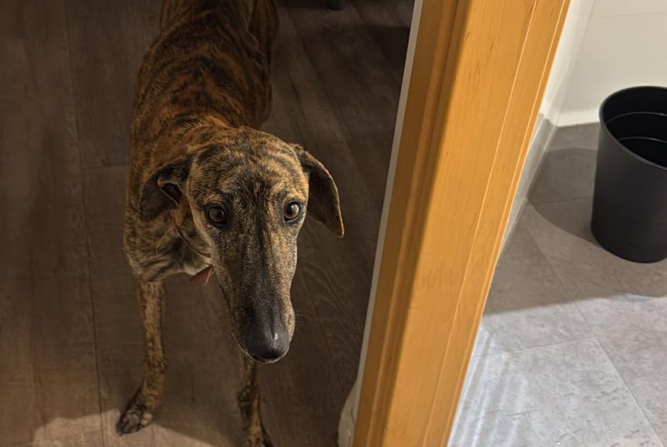 Ontdekkingsalarm Hond Vrouwtje , 1 jaar Madrid Spanje Ontdekkingsalarm Hond Vrouwtje , 1 jaar Madrid Spanje