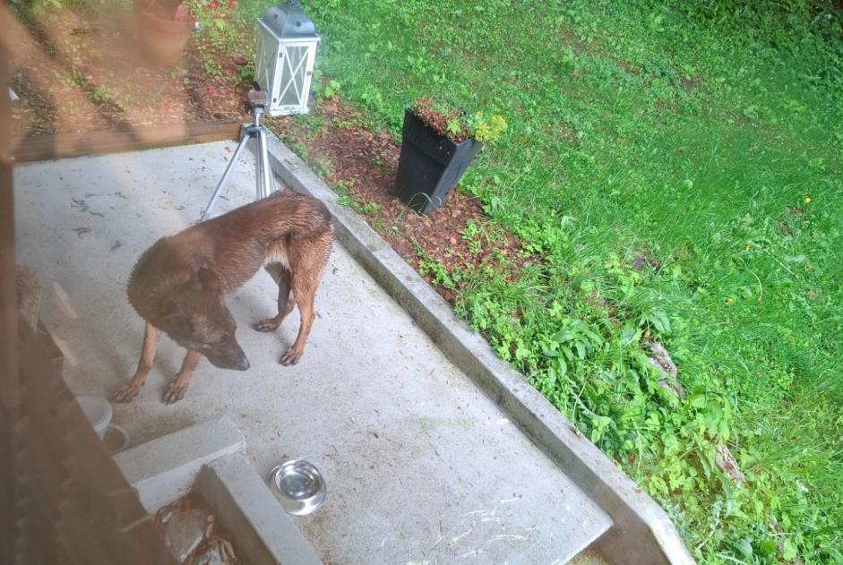 Ontdekkingsalarm Hond Onbekend Blonay - Saint-Légier Zwitserland Ontdekkingsalarm Hond Onbekend Blonay - Saint-Légier Zwitserland