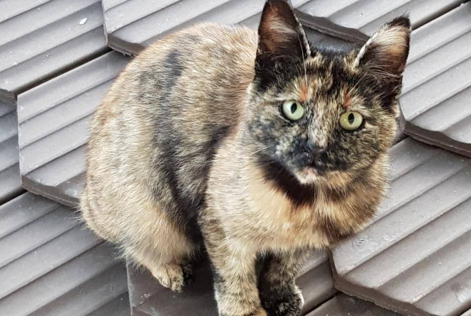 Ontdekkingsalarm Kat Onbekend Val-de-Ruz Zwitserland