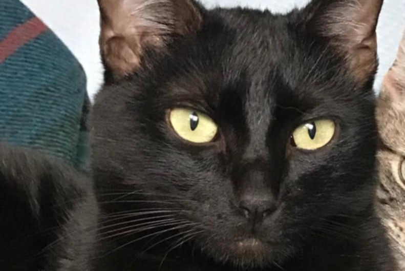 Verdwijningsalarm Kat Mannetje , 2 jaar Sartrouville Frankrijk Verdwijningsalarm Kat Mannetje , 2 jaar Sartrouville Frankrijk