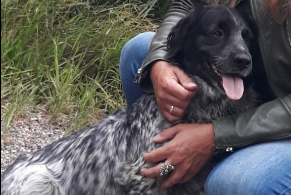 Alerta desaparecimento Cão  Fêmea , 0 anos Kloosterhaar Netherlands