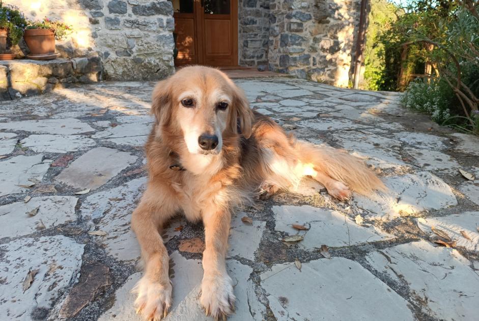 Alerta desaparecimento Cão cruzamento Fêmea , 13 anos Caselle Italy