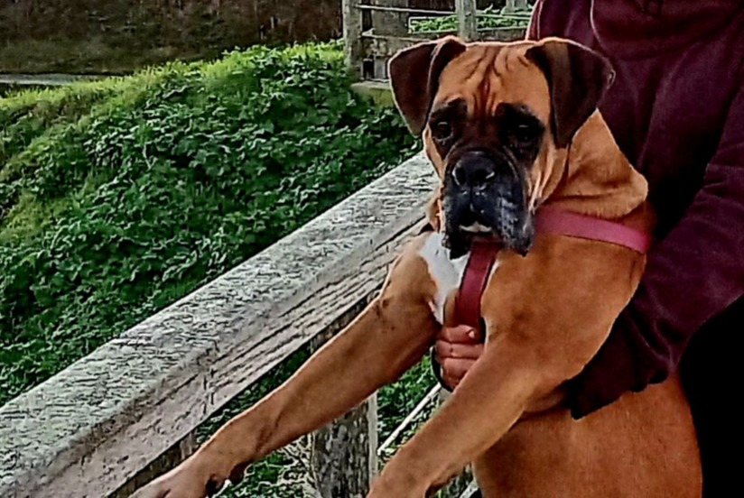 Alerta desaparecimento Cão  Fêmea , 8 anos Vernon France