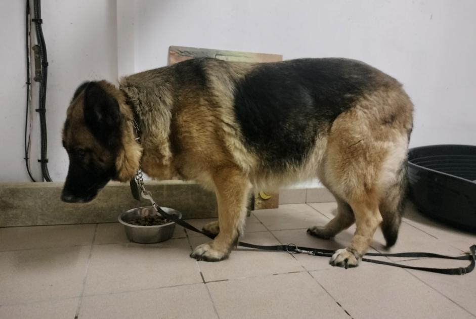 Alerta descoberta Cão  Fêmea Habarcq France