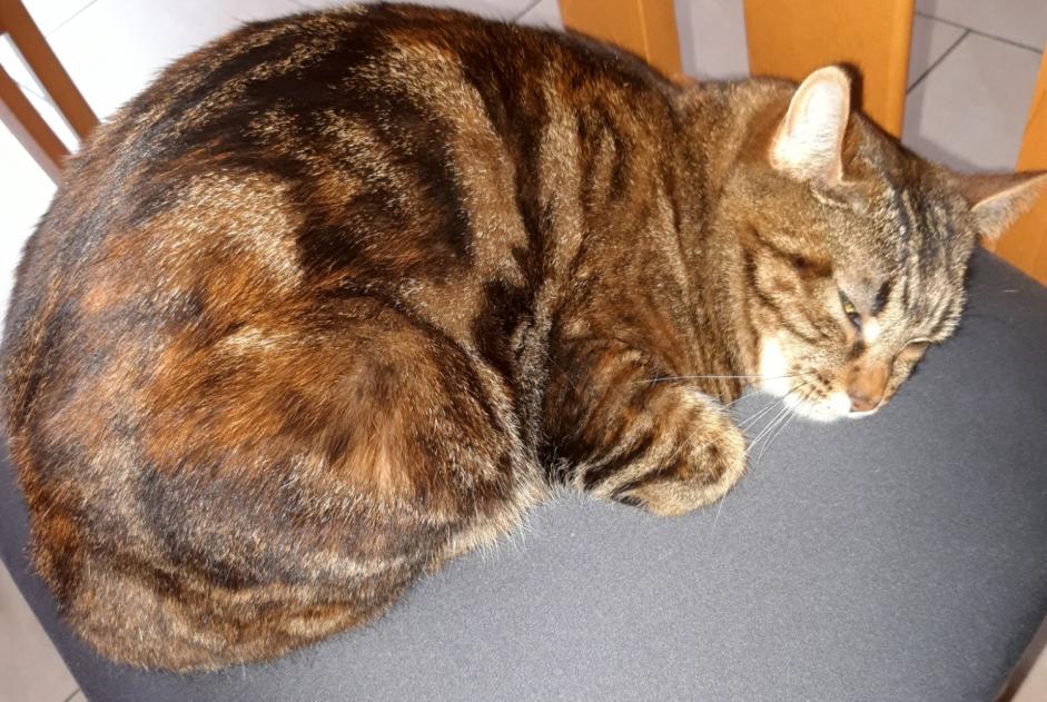 Alerta desaparecimento Gato  Fêmea , 2 anos Vétroz Switzerland