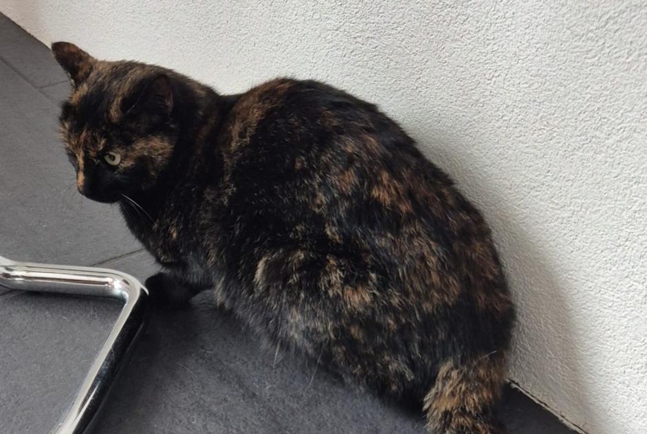 Alerta desaparecimento Gato Fêmea , 2 anos Muntelier Switzerland
