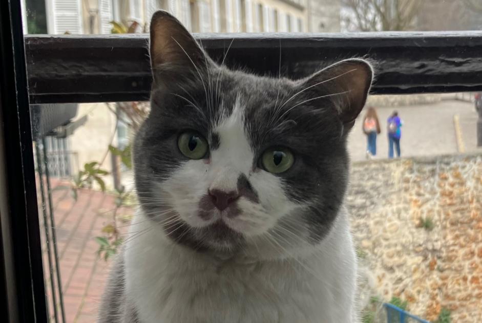 Alerta desaparecimento Gato Fêmea , 6 anos Jávea Spain Alerta desaparecimento Gato Fêmea , 6 anos Jávea Spain