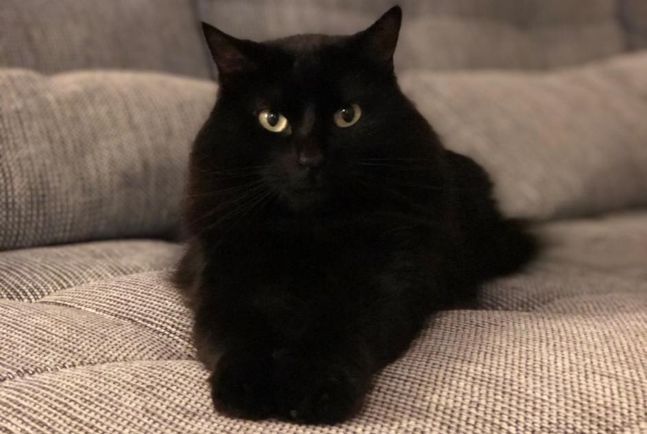 Alerta desaparecimento Gato Macho , 7 anos Cortaillod Switzerland Alerta desaparecimento Gato Macho , 7 anos Cortaillod Switzerland