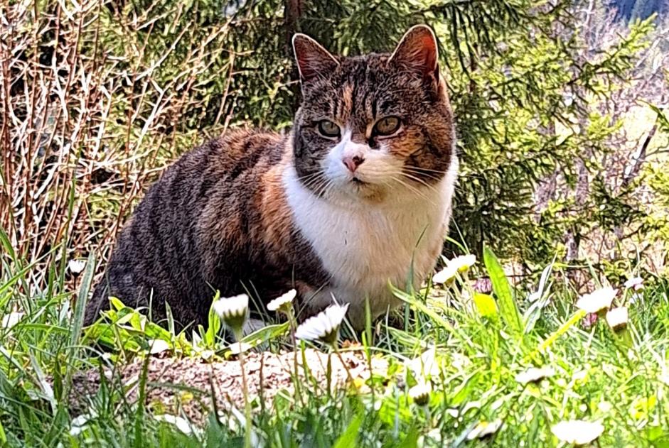 Alerta descoberta Gato Desconhecido , 4 anos Leytron Switzerland