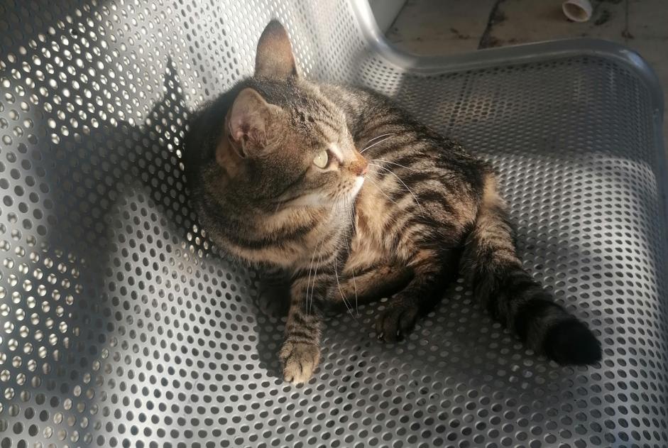 Alerta descoberta Gato Desconhecido Nice France