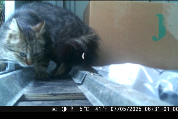 Alerta descoberta Gato Desconhecido Péruwelz Belgium Alerta descoberta Gato Desconhecido Péruwelz Belgium